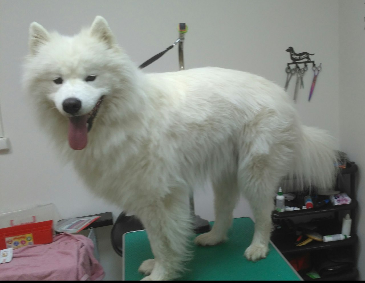 ������, �������� �� ������)