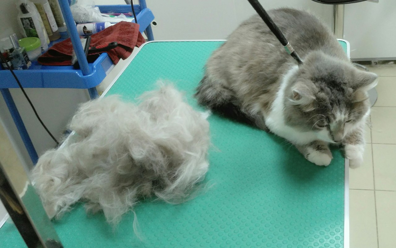 ��������, ����������)