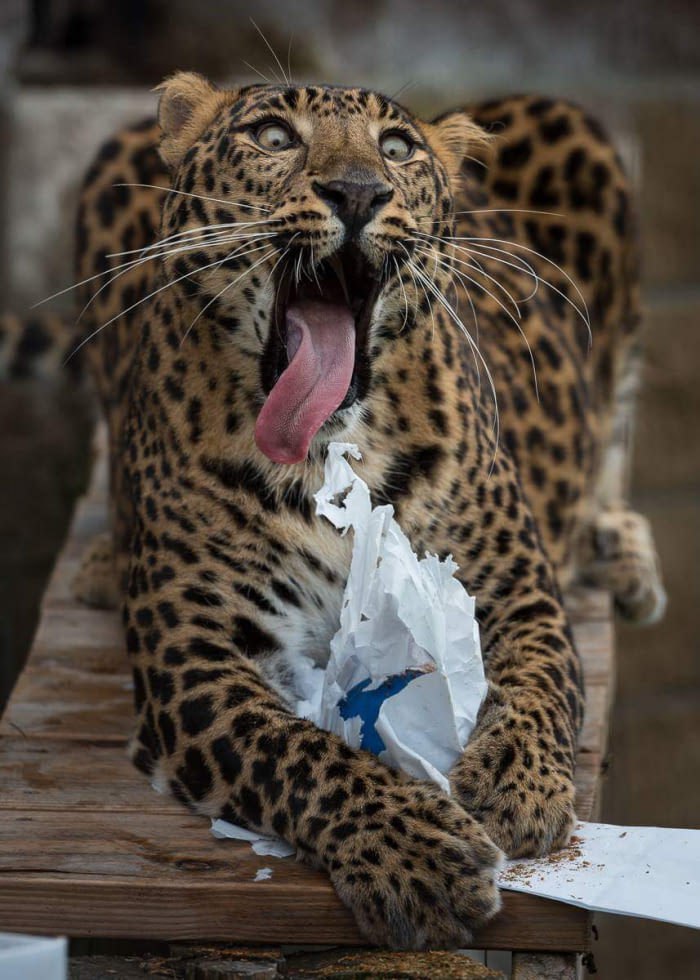 ��������������, ������������, ���������� ������