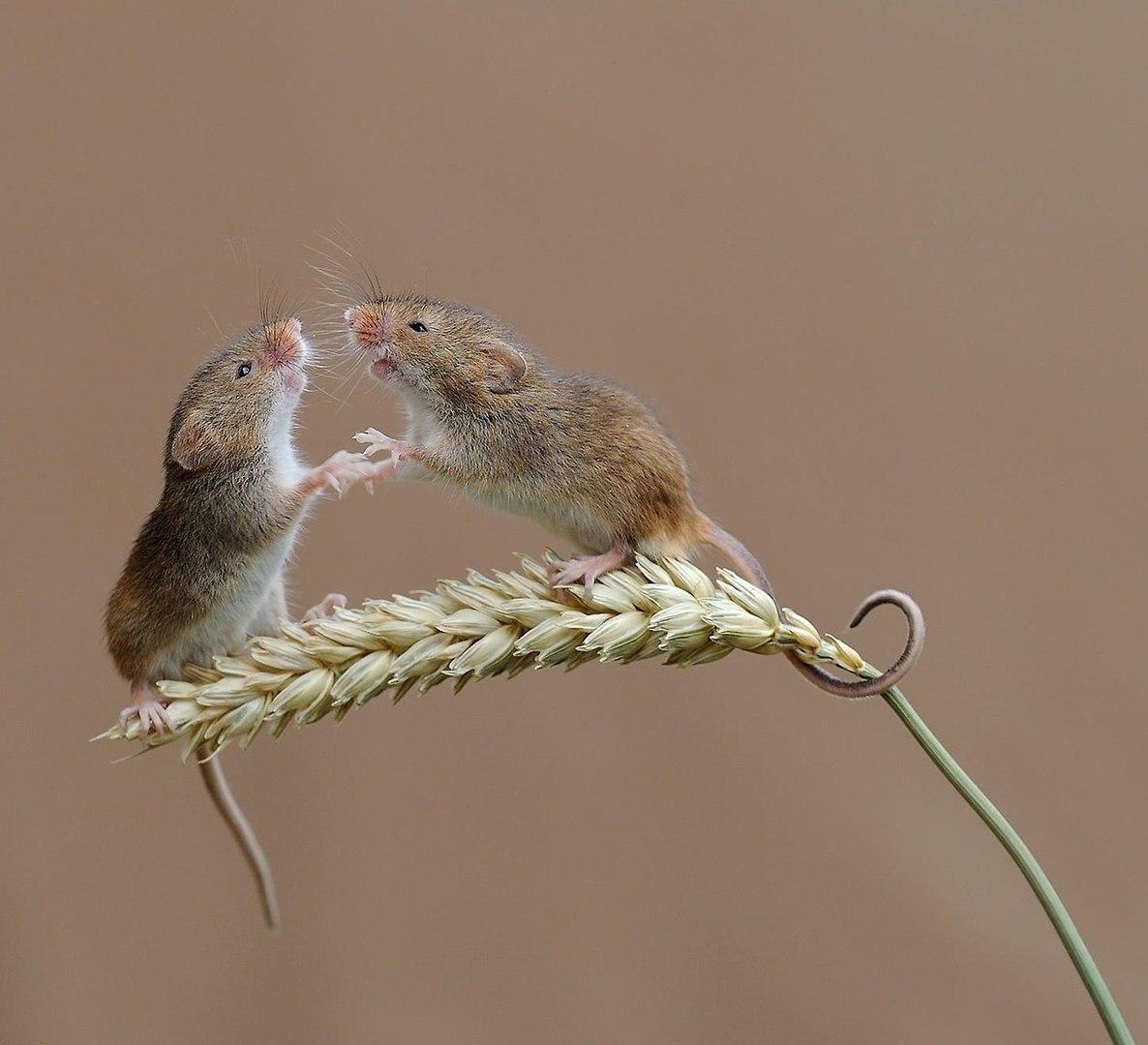 ������� ����