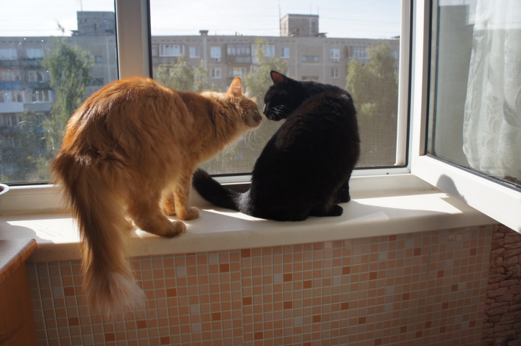 ������� �� ���� ������� ����. ����� � �����-������