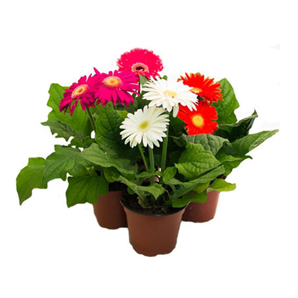 �����, �������, ����� � ��� ������� 