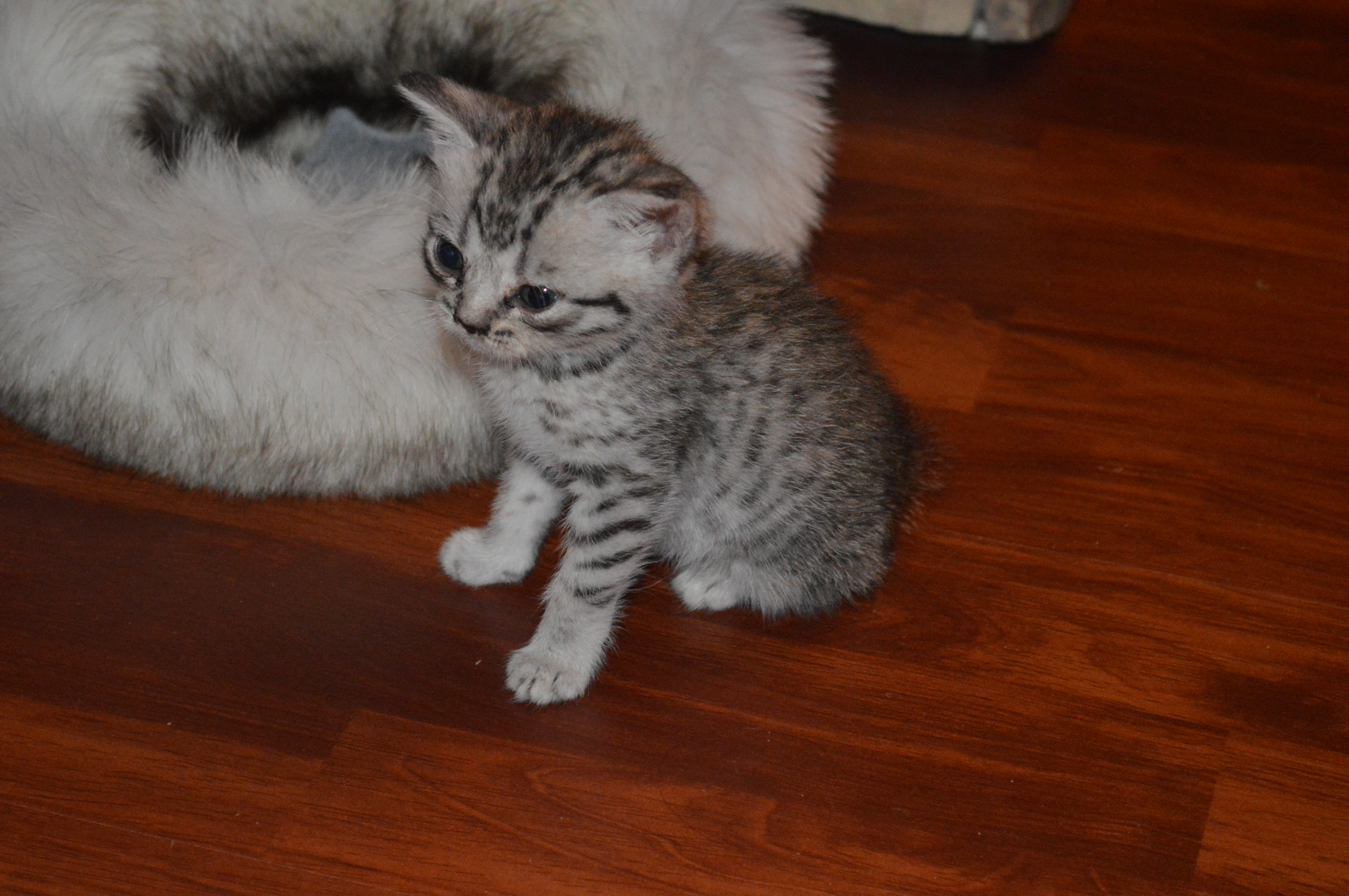 ����� ���