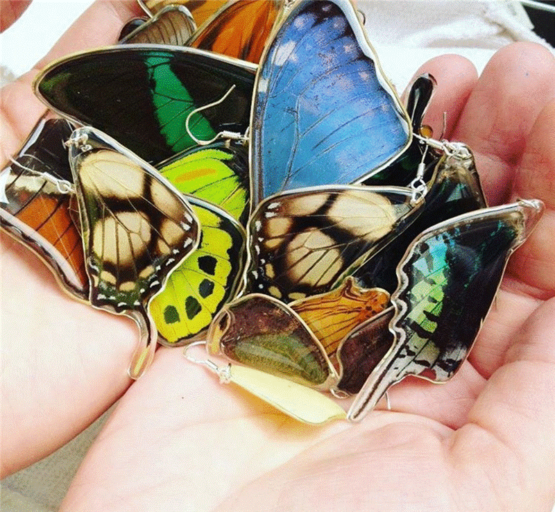 [b]���� �� 19.09. ������� ������� � ���������� Papilio. ����� ����������� � ��� ��� �� ����. ����� 5[/b]