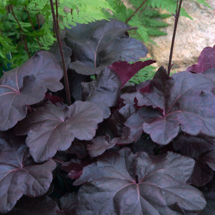 ���� �� 24.09. �������� �������� �������� �����*����. �� ����� ���������. ��������� �� ����� 2018.