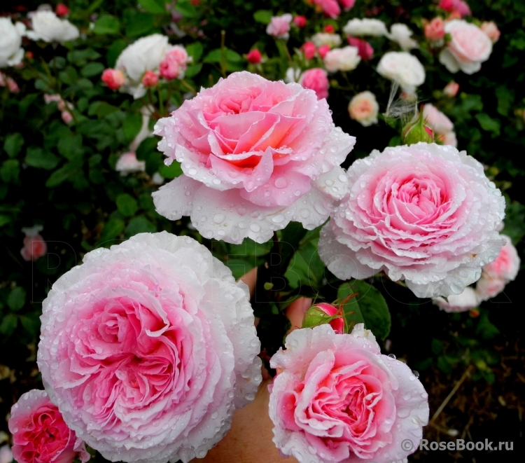 ���������� ���� ������ ������!!! ��������� �� ����� 2018!!!