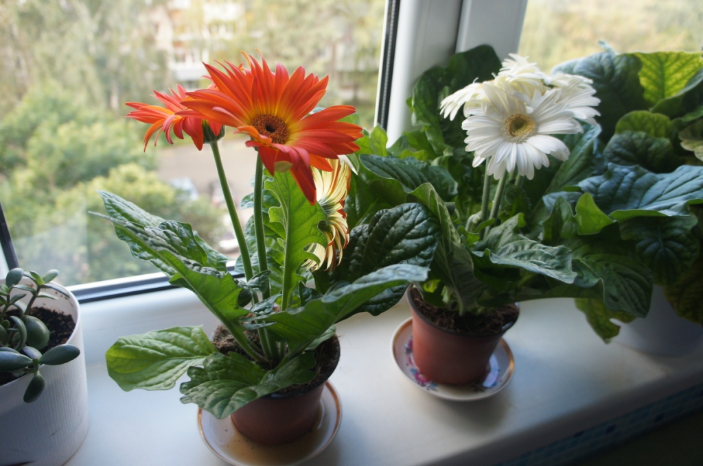 ����� �� ������� � �������-��������� � ���� nana-