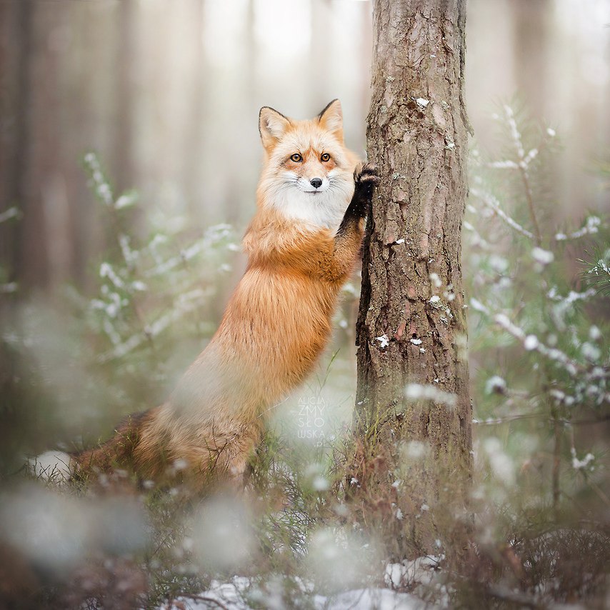 ������� ����