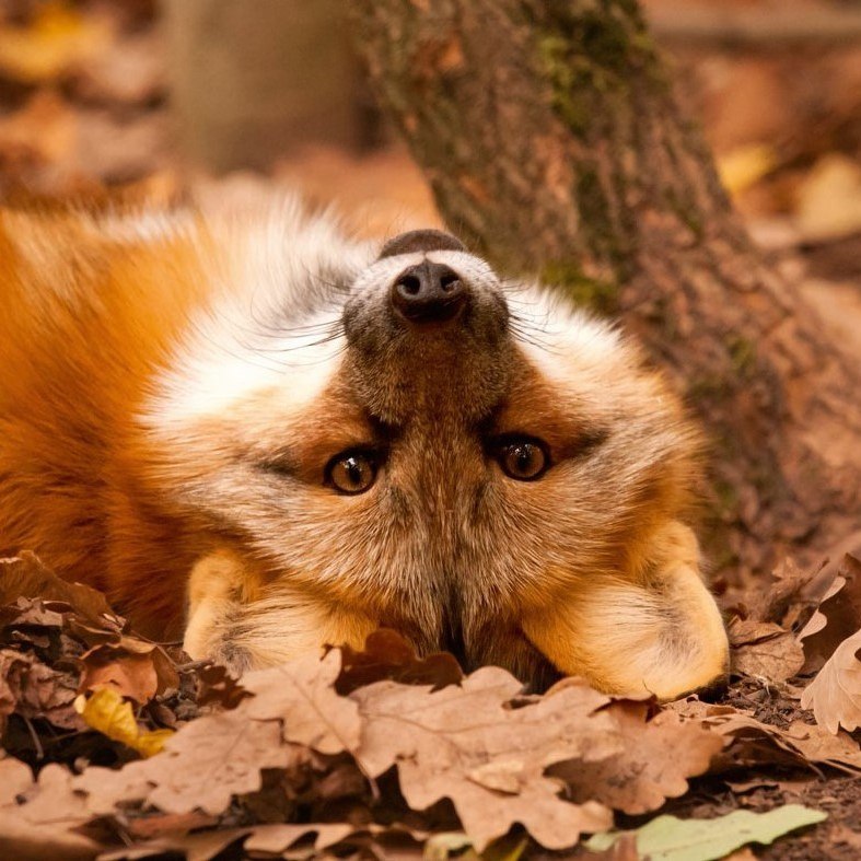 ������� ����