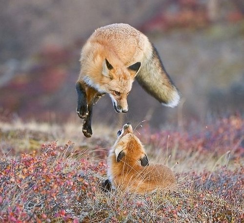 ������� ����