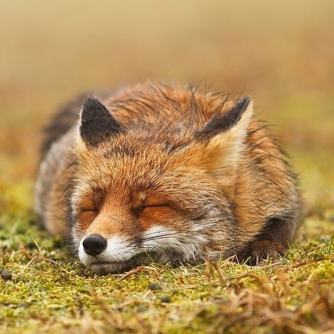 ������� ����