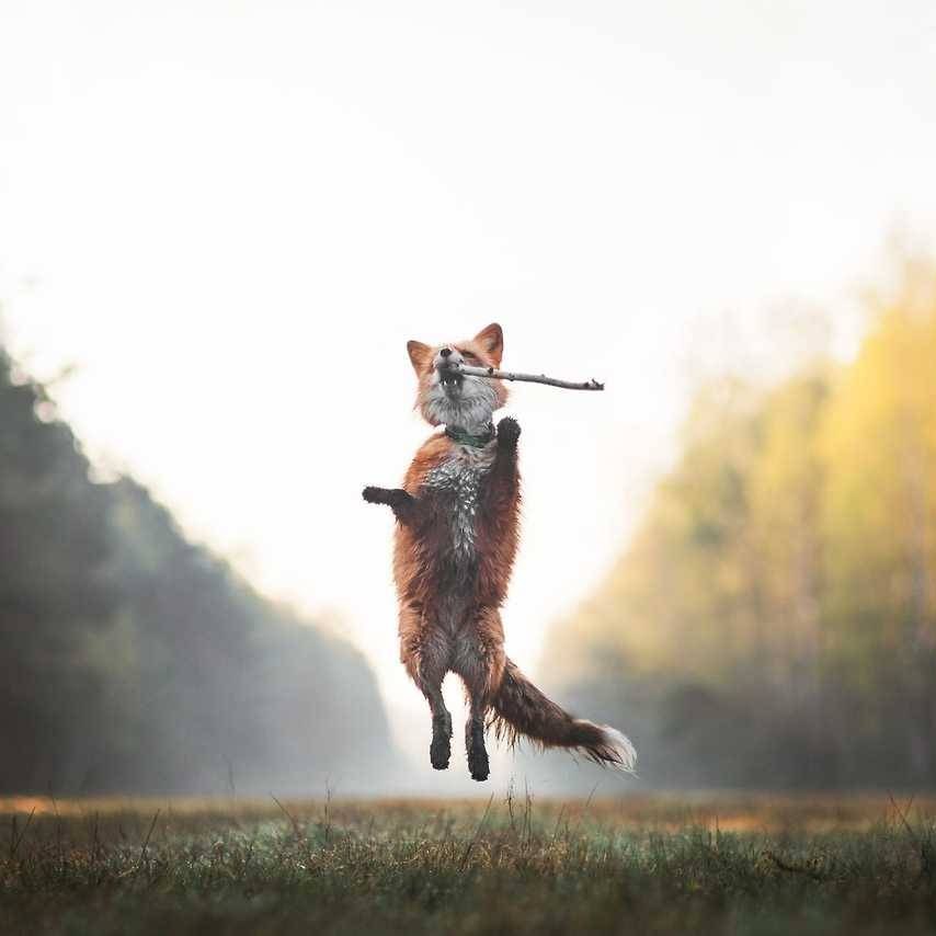 ������� ����