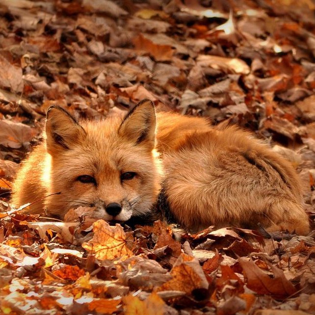 ������� ����