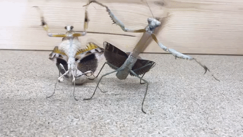 ����� ���� ���� �� �������� ���� � ��� ����� ���������