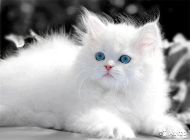 [b]���� ������� �� 15.10. �*��*�� �*�*�. ����� �� �������� � ������. ��������.�[/b]