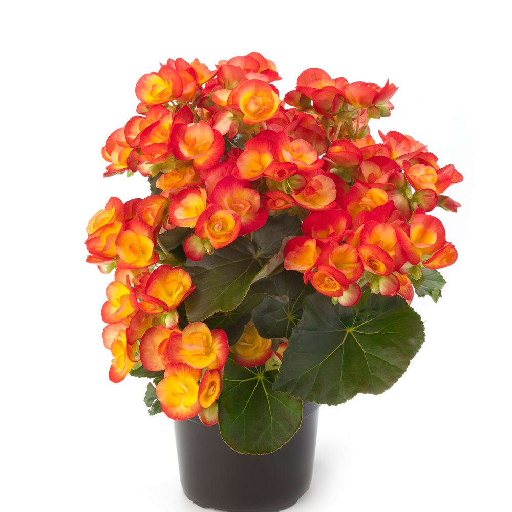 ��������  https://www.nn.ru/~gallery69043?MFID=1270852