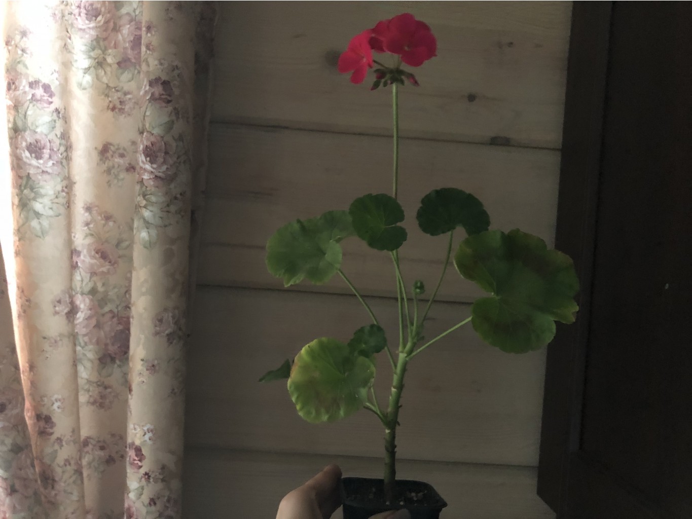 �������� ���������� ������������, ���������, ������ �� 50 ������