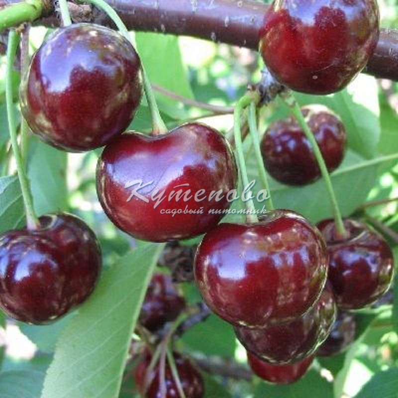 ���� �� 5. 11 . ����� 2018. ������� �������� ��**��**��**��. �������� �������� 2-�, 3-� �����. ����� 12