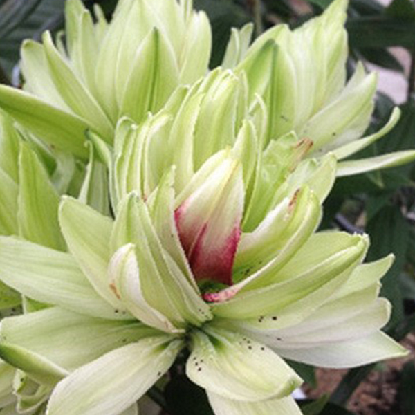 ���� �������. ���������� � ������������ ����� 2018.