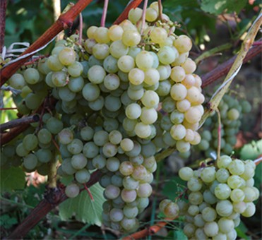 ���� �� 31.10 . �������� ����� ������� � ����� ������� ����� ����������.