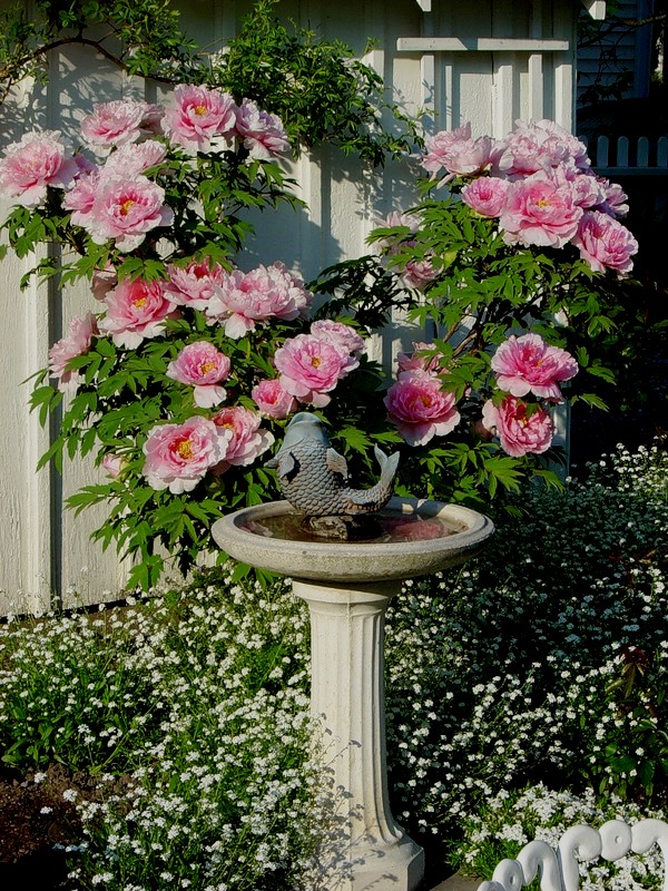 ���� �������. ����������� �����, ���������. ��������� �� ����� 2018�