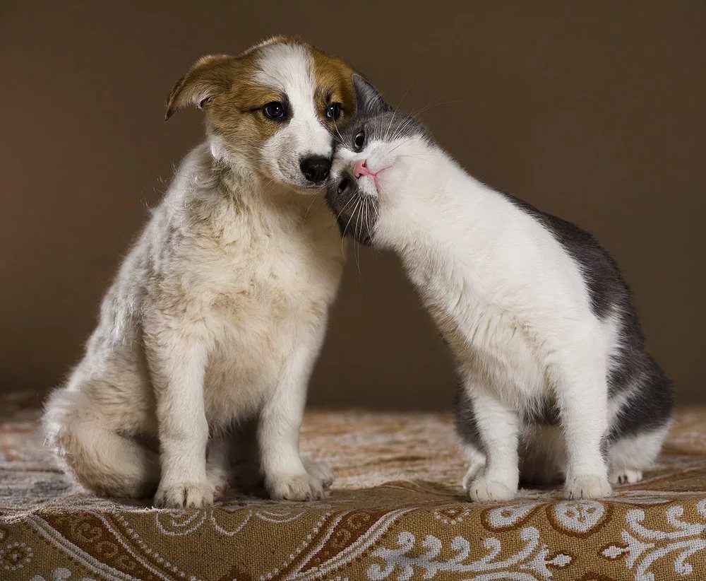 ���� �� 03.11. ��� ��� ����� � ����� �����, ���������, �������, ������, �������, ��������������� ������, ��������, �������� ����� � ������ Ti*tB*it. � ������ ������. ���� 03.