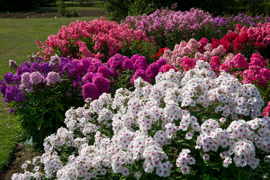 ���� ������� �� 08.11. ������ ������������� � ���������� ���������. ��������� �� ���� 2018. �� 85 ������