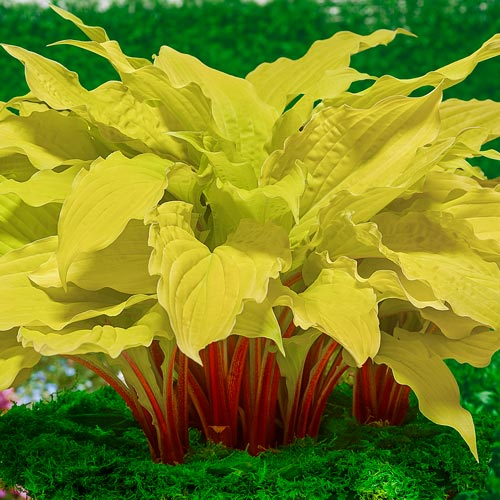 ���� �������. ����*����. ��������� ������������� �� ����� ������� �����. ��������� �� ����� 2018.