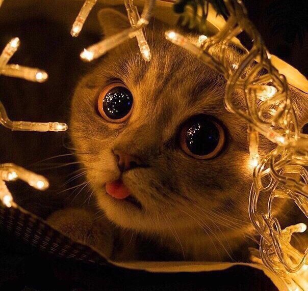 ������ �����