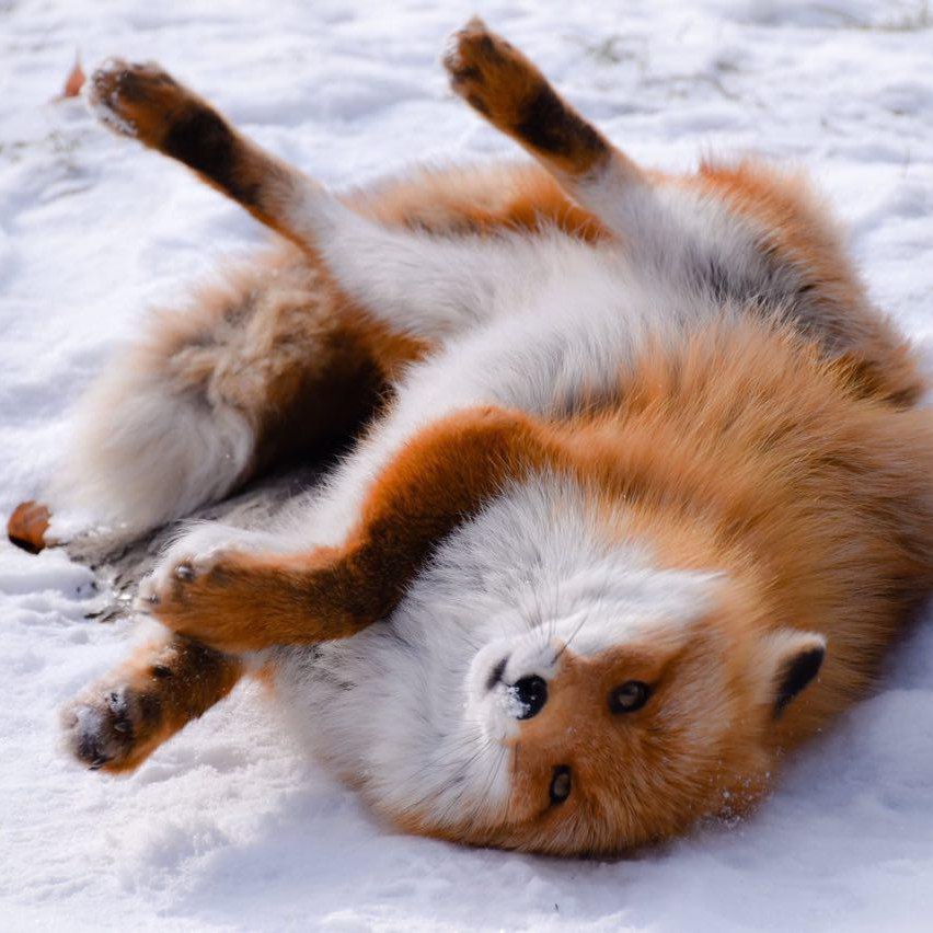 ������ ���