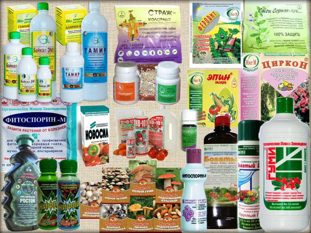 ���� �������. ����� ��� ���� 25.