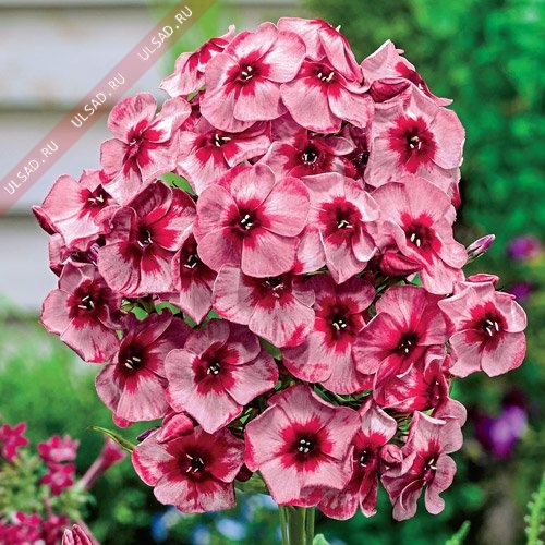 ������-������� �� ������� �� ���� 2018. �������� ��������!