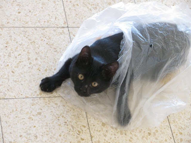 ������� ����