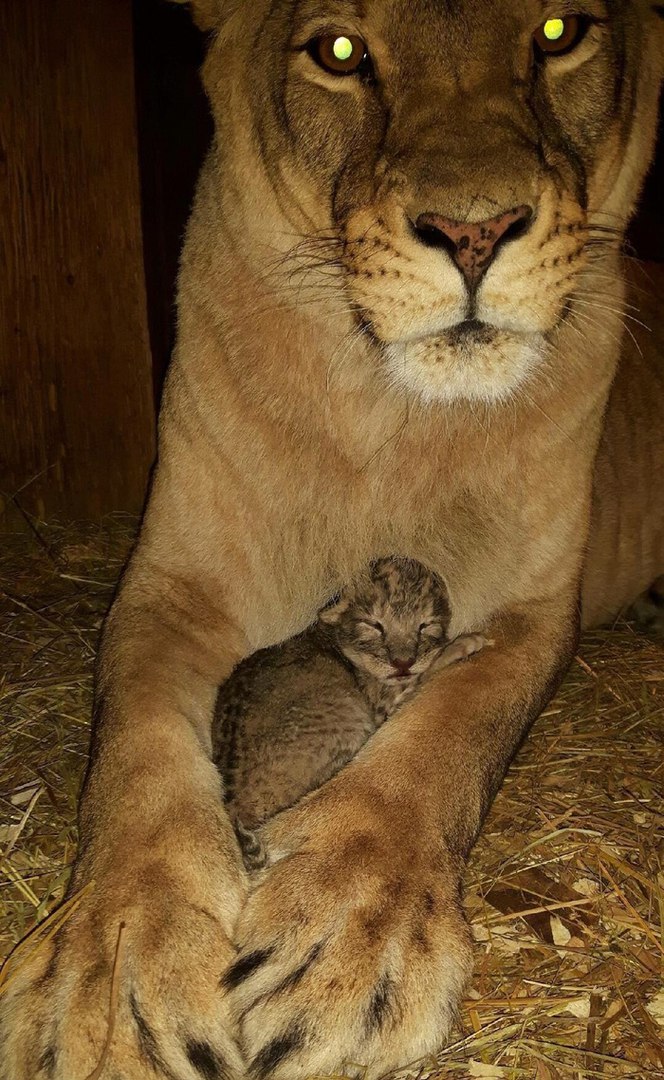 ������� ����