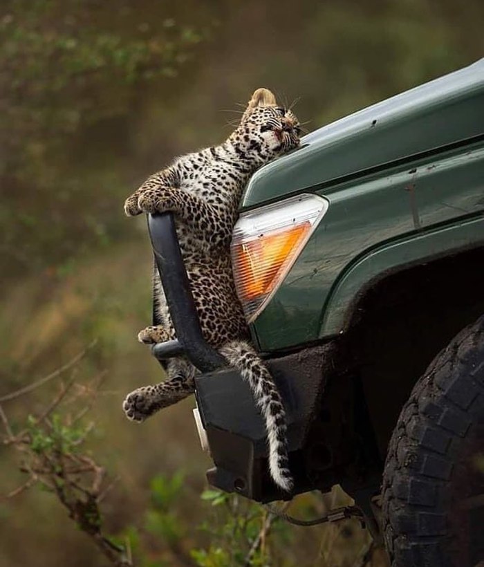 ������� ����