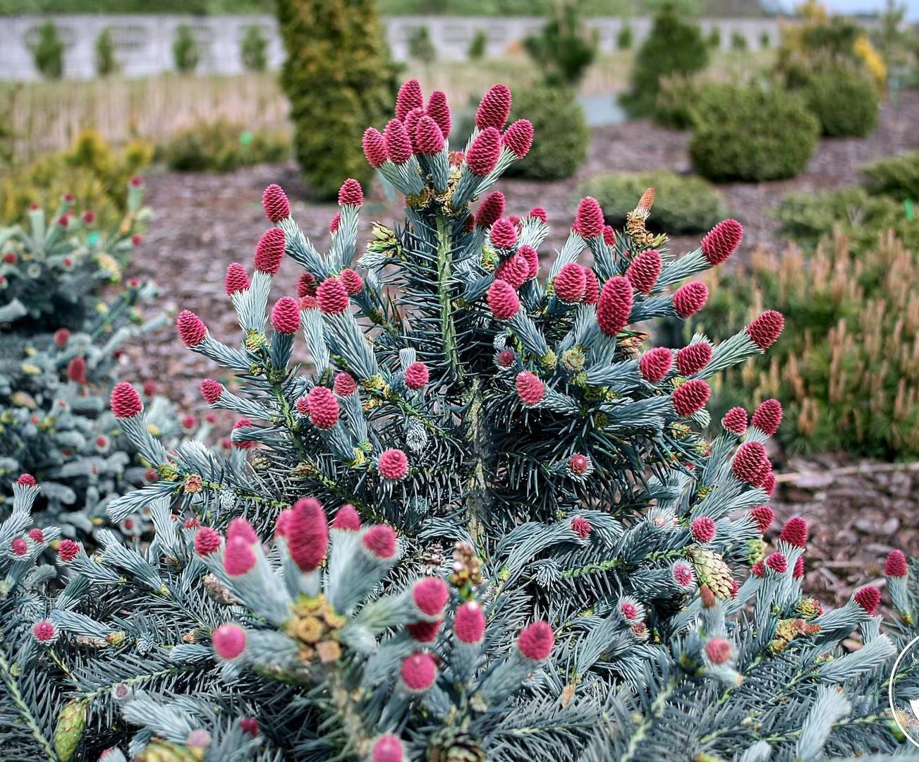 ���� �������. ������ -��������, ������,��������. ��������� �� ����� 2018�