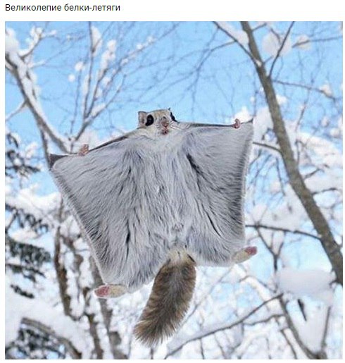 ������� ����