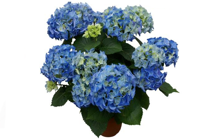 ���������  Early Blue