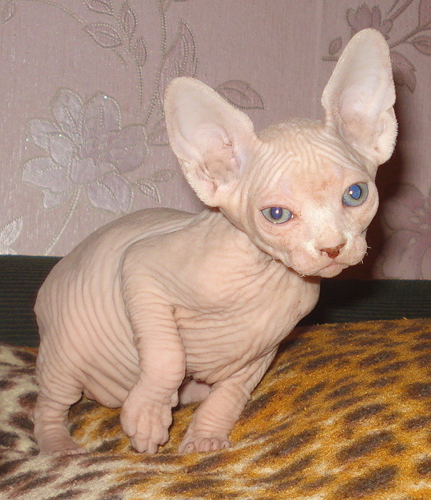 ����� ������ ����� ��� ��������