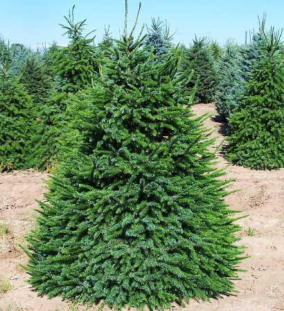 �������� ������������� �������� ����������� � ���������.