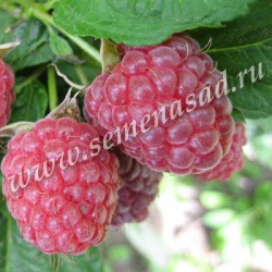 ���� ������� -�������� �� 09.12 - ���o��r�� �o�ck - ������� ������ � �������� ���! - �������� ���������� - ��������� �� ����� 2018