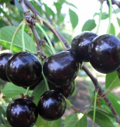 ���� ������� �� 24.12 - ���o��r�� �o�ck - ������� ������ � �������� ���! - ������� - ��������� �� ����� 2018