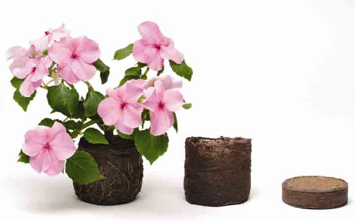 ����������� ������������ �llepress (����� ����) � JIFFY ! 