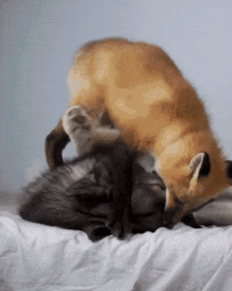 ����� ��������?