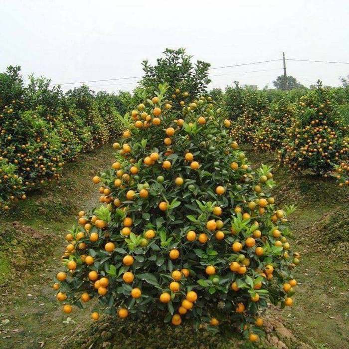 ������ ��-���������