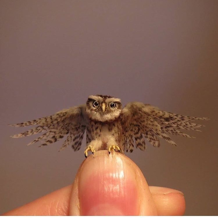 ������ ��� ���������