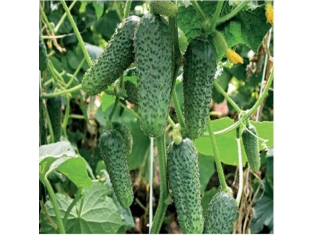 ���� �������. ������ 8. (�� 26.12)