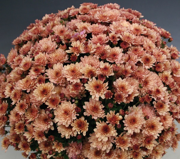 ���� ������� �� 5.01. ���������� �����������, ������, ���������. ��������� �� ���� 2018