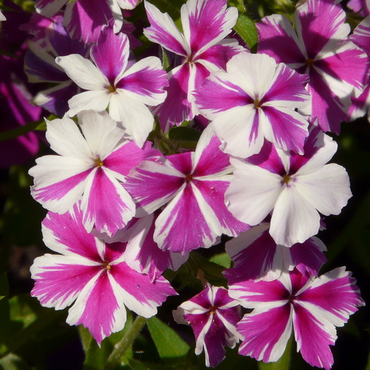 ���� �������. ������ � ������ ������������ �� ������*������ ������*���� ���������.