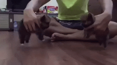 ����� �������